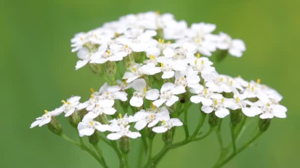 野生の風で美しい白い小さな花のクローズ アップ ビュー — ストック動画