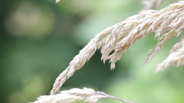 在大风天气下植物茎的关闭 — 图库视频影像