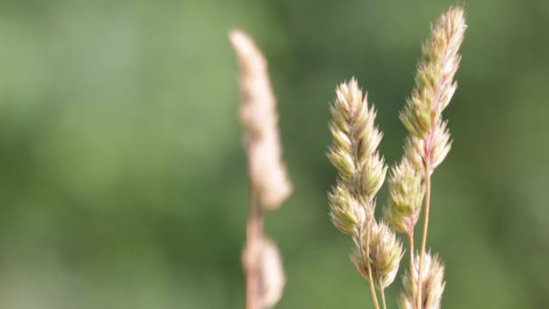 Stengels Van Planten Bewegen Tijdens Winderige Weer — Stockvideo