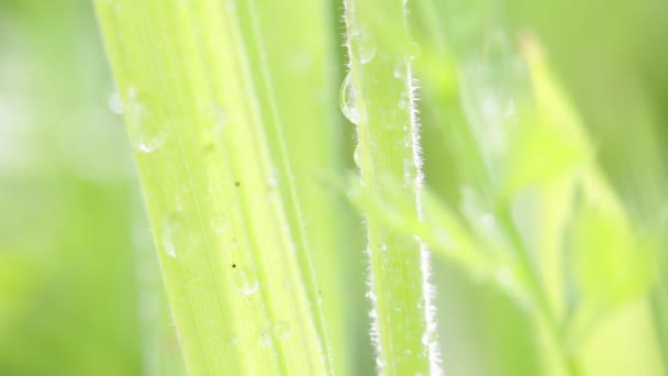 Grünes Gras Bewegt Sich Durch Wind Feld — Stockvideo