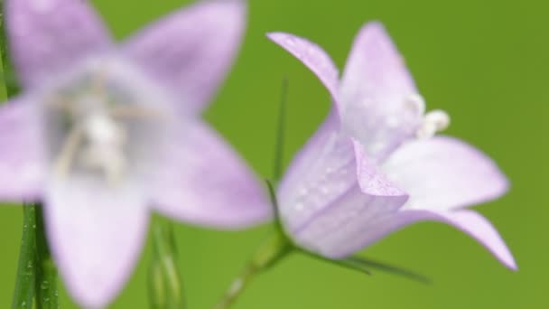 Κοντινό Πλάνο Του Όμορφη Ιώδη Λουλούδια Σταγόνες Νερό Κινείται Από — Αρχείο Βίντεο