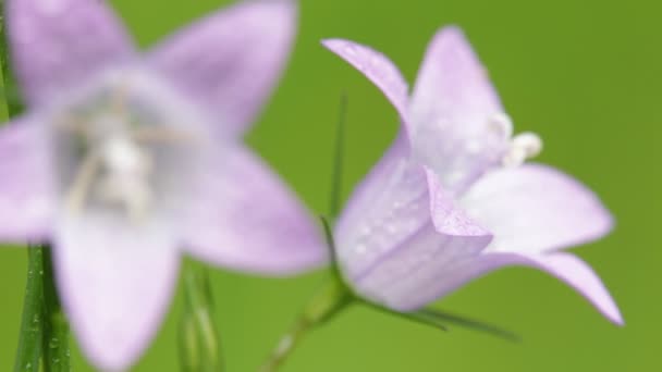 Close Beautiful Violet Flowers Water Drops Moving Wind Field — Stock Video