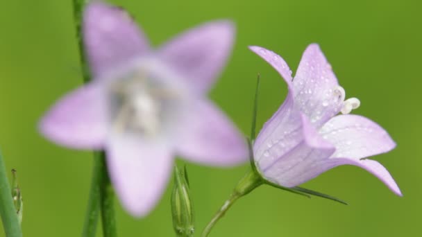 Vackra Violetta Blommor Med Vattendroppar Som Flyttas Vinden Fältet — Stockvideo