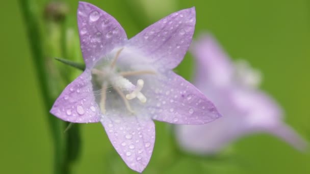 Hermosas Flores Violetas Con Gotas Agua Moviéndose Por Viento Campo — Vídeo de stock