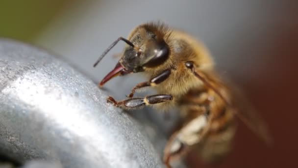 Kleine Bee Metalen Schoonmaken Zijn Proboscics Abstracte Achtergrond — Stockvideo