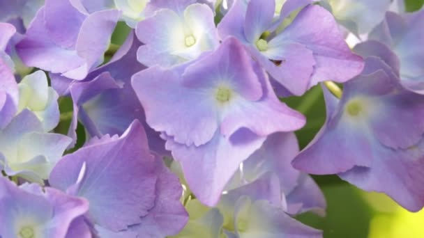 Zbliżenie Piękna Mało Kwiatów Hortensji Trawy Przenoszenie Przez Wiatr Wolności — Wideo stockowe