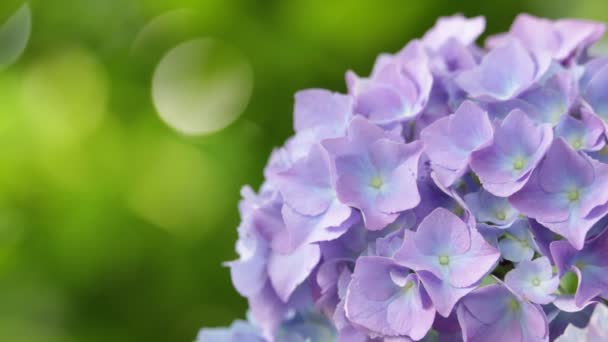 Close-up view of beautiful little hydrangea flowers and grass moving by wind in wild — Stock Footage Close View Beautiful Little Hydrangea Flowers Grass Moving Wind Wild Video Clip