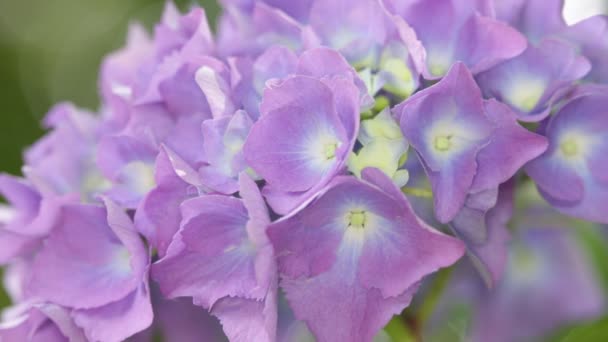 Nahaufnahme Von Schönen Kleinen Violetten Hortensienblüten Garten — Stockvideo