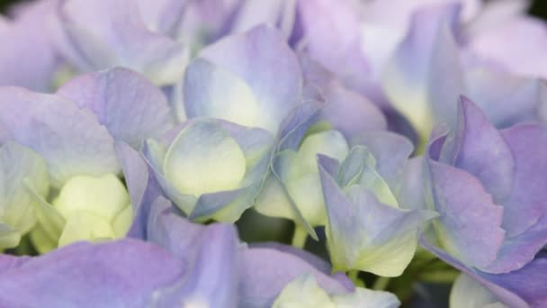 Vackra Lilla Lila Hydrangea Blommor Trädgården — Stockvideo