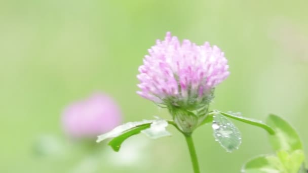 vue rapprochée de la belle petite fleur violette et de l'herbe se déplaçant par le vent dans la nature 