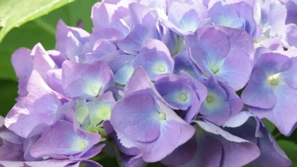 Vista Cerca Hermosas Pequeñas Flores Hortensias Hierba Moviéndose Por Viento — Vídeos de Stock