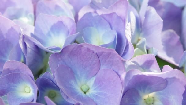 Vergrote Weergave Van Mooie Kleine Hydrangea Bloemen Gras Verplaatsen Door — Stockvideo