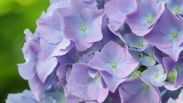 Vista Cerca Hermosas Pequeñas Flores Hortensias Hierba Moviéndose Por Viento — Vídeo de stock