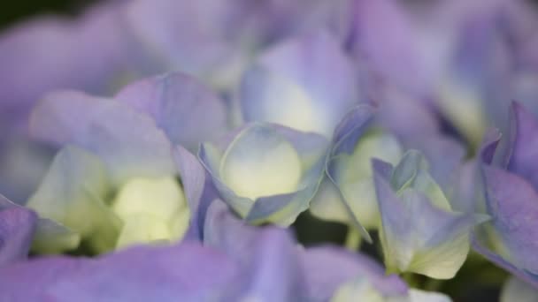 Vista Cerca Hermosas Pequeñas Flores Hortensias Hierba Moviéndose Por Viento — Vídeo de stock