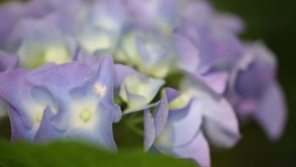 Vista Vicino Bellissimi Piccoli Fiori Ortensia Erba Movimento Dal Vento — Video Stock