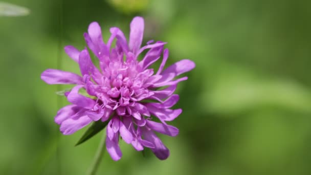 Vista Cerca Hermosa Pequeña Flor Violeta Hierba Que Mueve Por — Vídeos de Stock