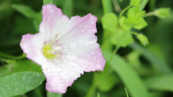 クローズ アップ ビューの美しい小さな紫色の花や草を移動野生で風します — ストック動画