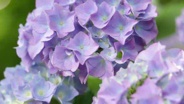 Närbild Vackra Lilla Hydrangea Blommor Och Gräs Som Flyttas Vinden — Stockvideo