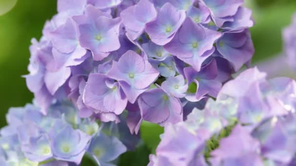 Vista Cerca Hermosas Pequeñas Flores Hortensias Hierba Moviéndose Por Viento — Vídeos de Stock