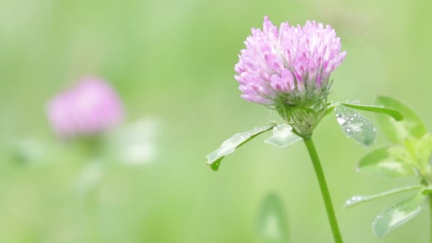 Vista Cerca Hermosa Pequeña Flor Violeta Hierba Que Mueve Por — Vídeo de stock