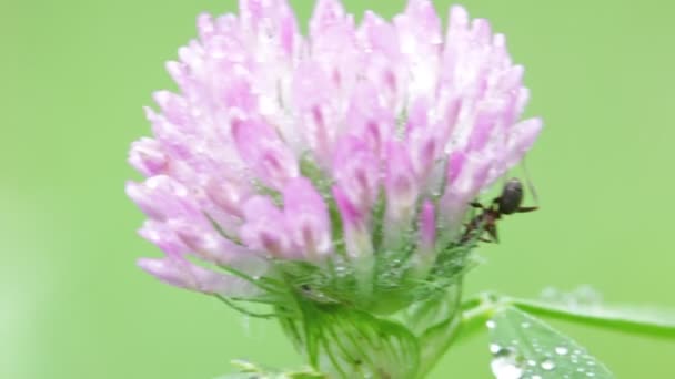 Vue Rapprochée Belle Petite Fleur Violette Herbe Déplaçant Par Vent — Video