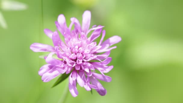 Крупным Планом Вид Красивого Фиолетового Цветка Травы Движущихся Ветром Дикой — стоковое видео