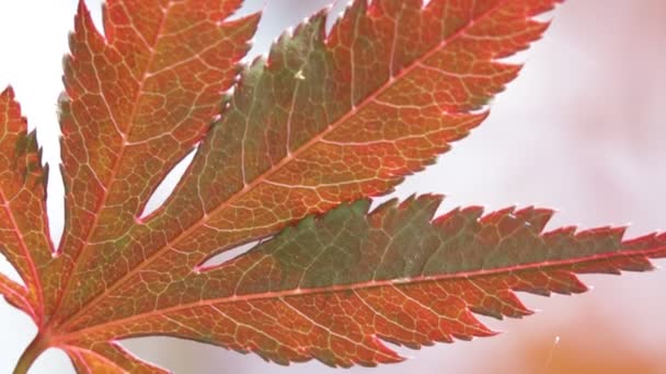 Oskärpa Italien Röda Löv Vinden Abstarct Bakgrund Och Ljus — Stockvideo