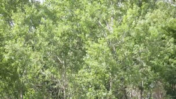 Vento Árvores Movimento Bela Floresta Verde Fundo Natural — Vídeo de Stock