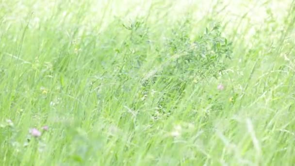 Hierba Verde Que Mueve Por Viento Prado — Vídeos de Stock