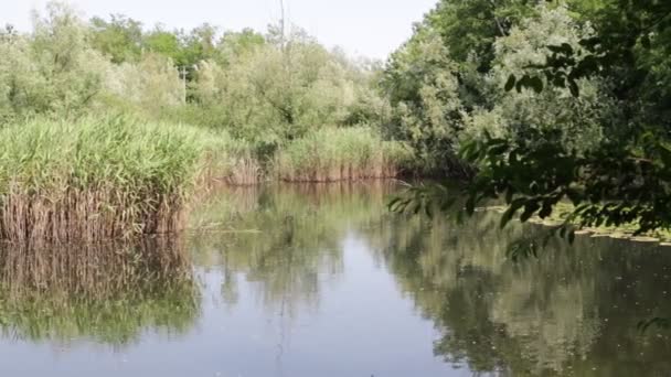 Schöner Teich Mit Schilf Der Nähe Von Stockenten Italien — Stockvideo