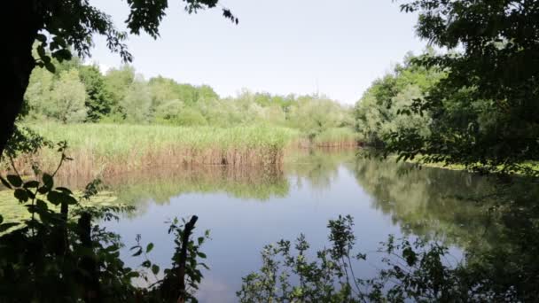 Bel Étang Avec Roseaux Près Canard Colvert Italie — Video