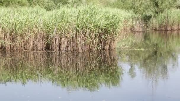 Mooie Vijver Met Riet Buurt Van Wilde Eend Italië — Stockvideo