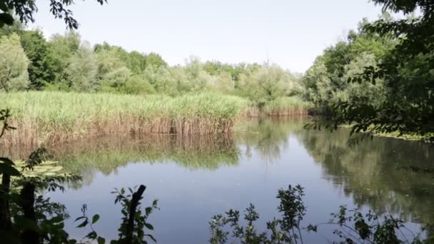 Mooie Vijver Met Riet Buurt Van Wilde Eend Italië — Stockvideo