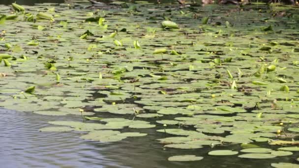 Πανέμορφη Λιμνούλα Κίτρινα Νούφαρα Κοντά Στο Mallard Ιταλία — Αρχείο Βίντεο