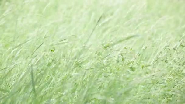 Grönt Gräs Flyttar Vind Gräsmatta — Stockvideo