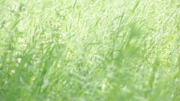 Green Grass Moving Wind Meadow — Stock Video