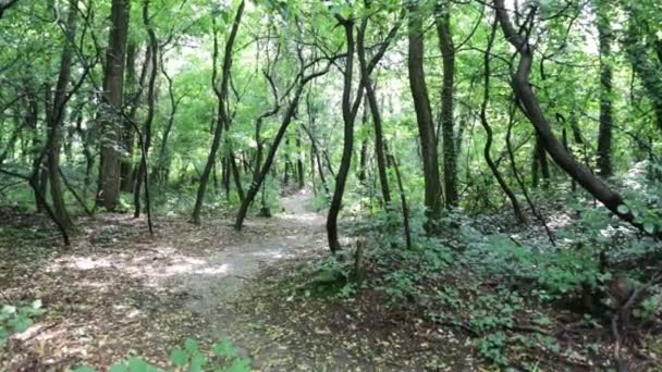 Italien Waldweg Und Natur Hell Und Sonnig — Stockvideo