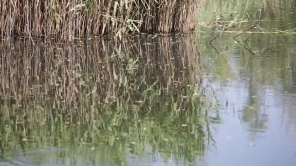Lagoa Bonita Com Juncos Perto Mallard Itália — Vídeo de Stock