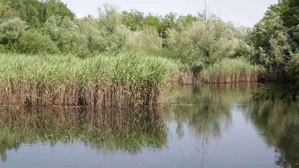 bel étang avec roseaux près du Canard colvert, en italie  