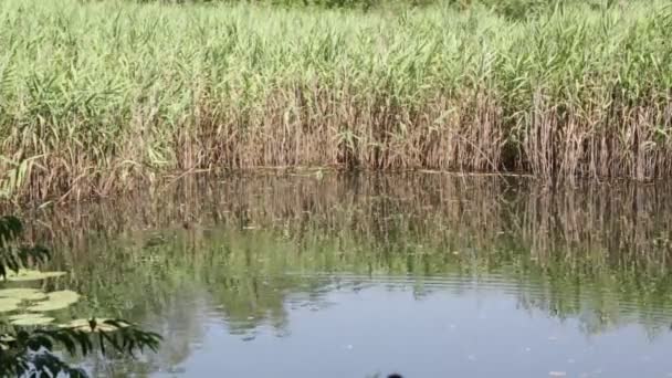 Krásný Rybník Rákosím Poblíž Letiště Mallard Itálie — Stock video