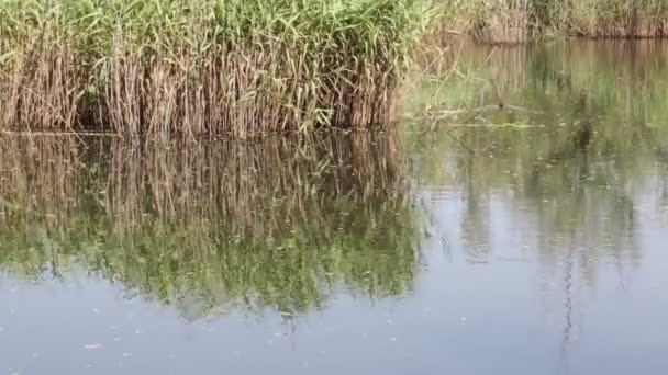 Mooie Vijver Met Riet Buurt Van Wilde Eend Italië — Stockvideo