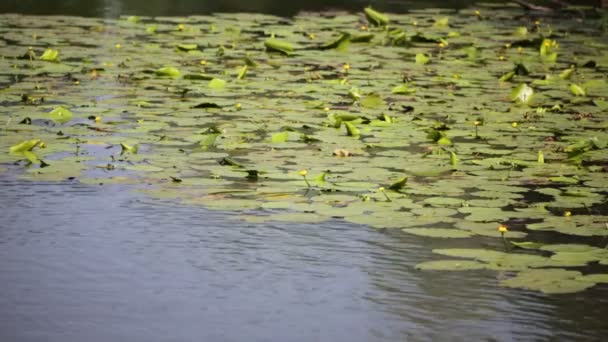 Kaunis Lampi Keltainen Vesi Liljat Lähellä Sinisorsa Italia — kuvapankkivideo