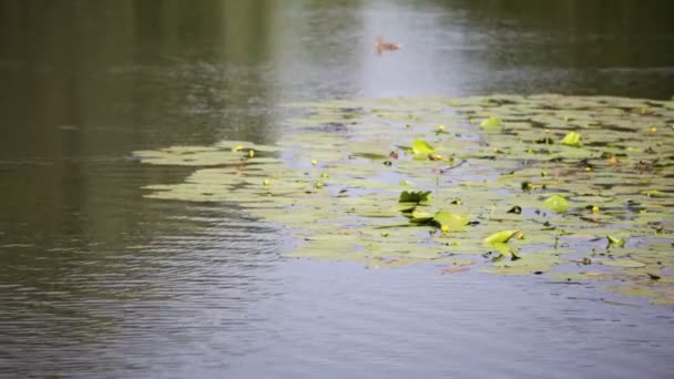 在自然池塘里 — 图库视频影像