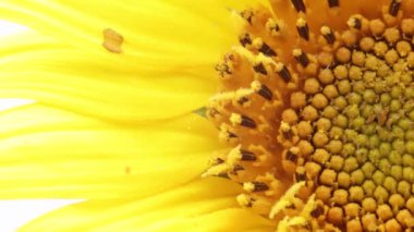 boşluklu sarı ayçiçeği arkaplanı