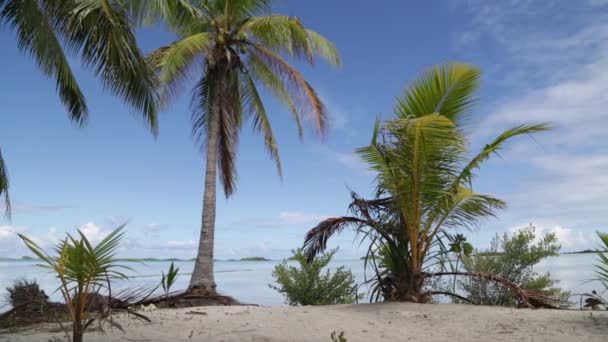 Пальмы Ветром Пляже Возле Океана — стоковое видео