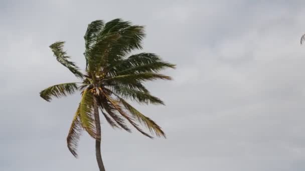 Palmeira Com Vento Praia Perto Oceano — Vídeo de Stock