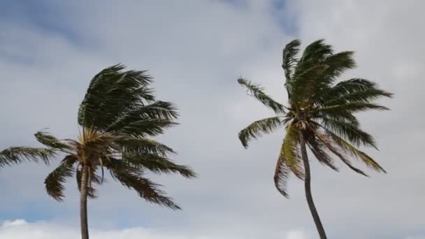 Palmy Větrem Pláži Oceánu — Stock video