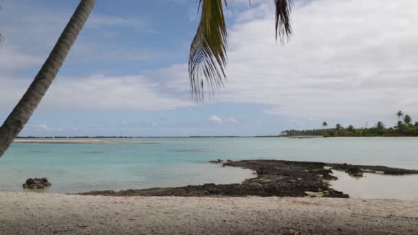 Okyanus Ayakın Sahilde Rüzgar Ile Palmiye Ağacı — Stok video