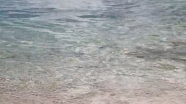 Polinezya sahillerinde yüzen küçük köpekbalıklarının manzaralı görüntüleri