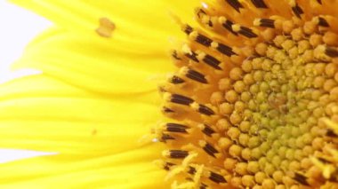 boşluklu sarı ayçiçeği arkaplanı